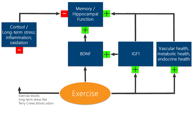 Does exercise affect your memory? Answers